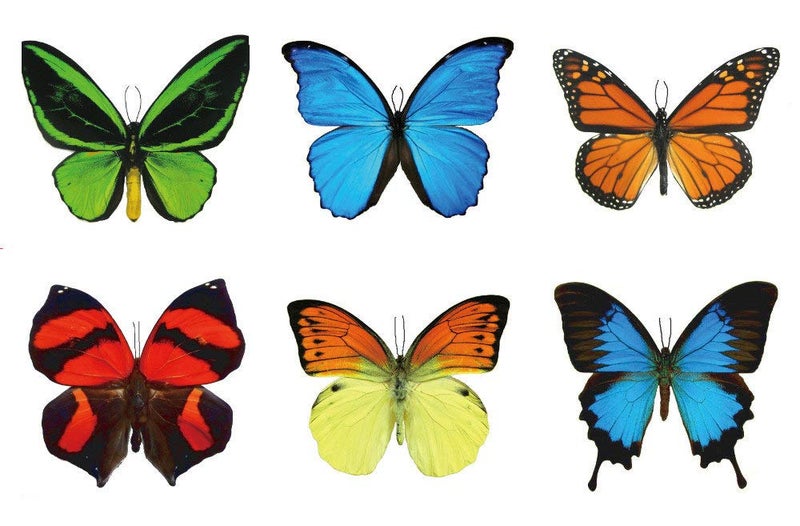 Butterfly Utopia Large Butterfly Temporary Tattoos by Butterfly Utopia (6 Sheets) - Image 1